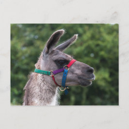 Llama Superiority Briefkaart