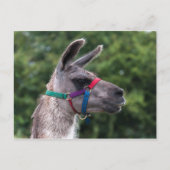 Llama Superiority Briefkaart (Voorkant)