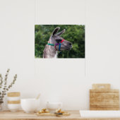 Llama Superiority Poster (Keuken)