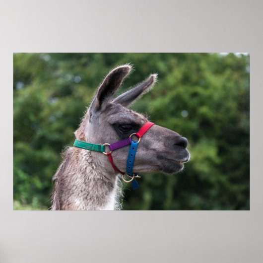 Llama Superiority Poster (Voorkant)