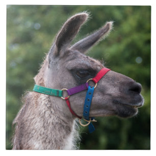 Llama Superiority Tegeltje