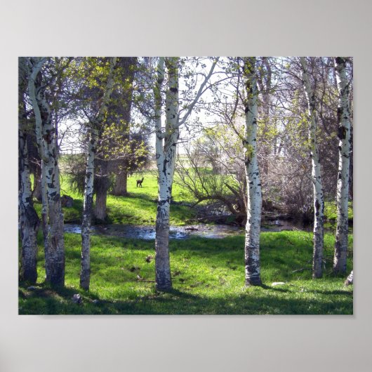 Llama Tussen Bomen Poster (Voorkant)