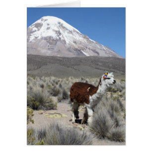 Llama van Snow Sajama Mountain, Bolivia Note Card