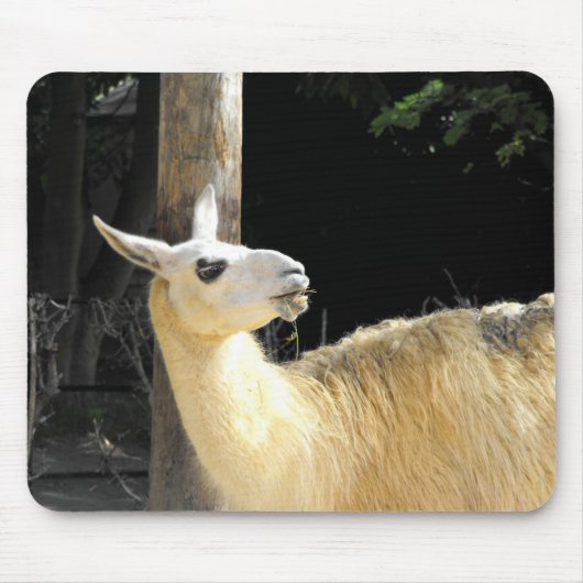 Llama-voeding Muismat (Voorkant)