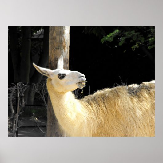 Llama-voeding Poster (Voorkant)