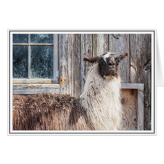 Llama voor een schuur (Voorkant Horizontaal)