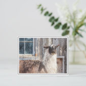 Llama voor een schuur briefkaart (Staand voorkant)