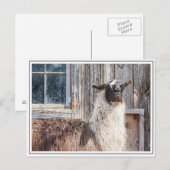 Llama voor een schuur briefkaart (Voorkant / Achterkant)