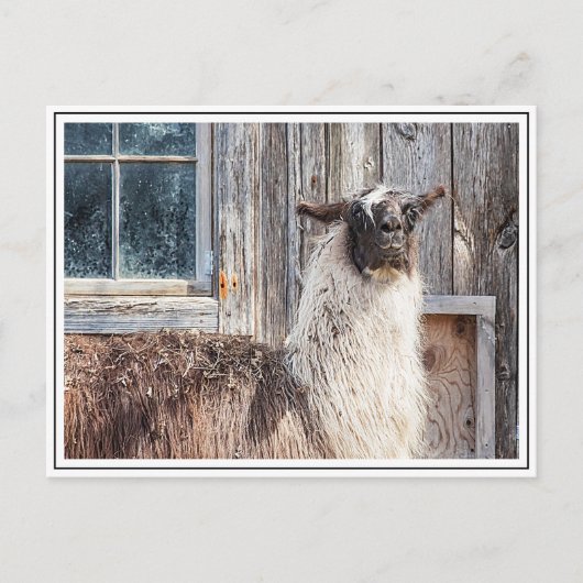 Llama voor een schuur briefkaart (Voorkant)
