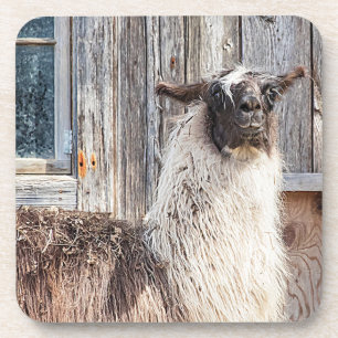 Llama voor een schuur drankjes onderzetter