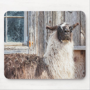 Llama voor een schuur muismat