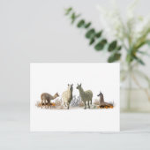 Llama Weide Ansichtkaart Briefkaart (Staand voorkant)