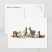 Llama Weide Ansichtkaart Briefkaart (Voorkant / Achterkant)
