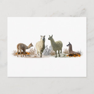 Llama Weide Ansichtkaart Briefkaart