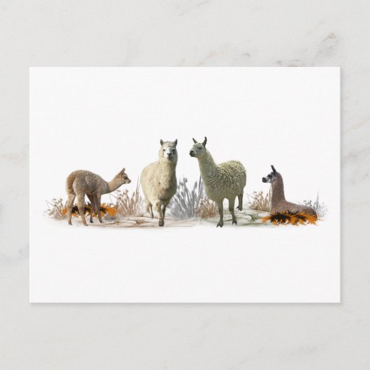 Llama Weide Ansichtkaart Briefkaart (Voorkant)