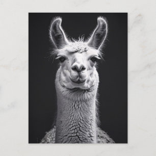Llama zwart-wit portret briefkaart