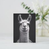 Llama zwart-wit portret briefkaart (Staand voorkant)