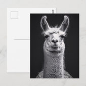 Llama zwart-wit portret briefkaart (Voorkant / Achterkant)