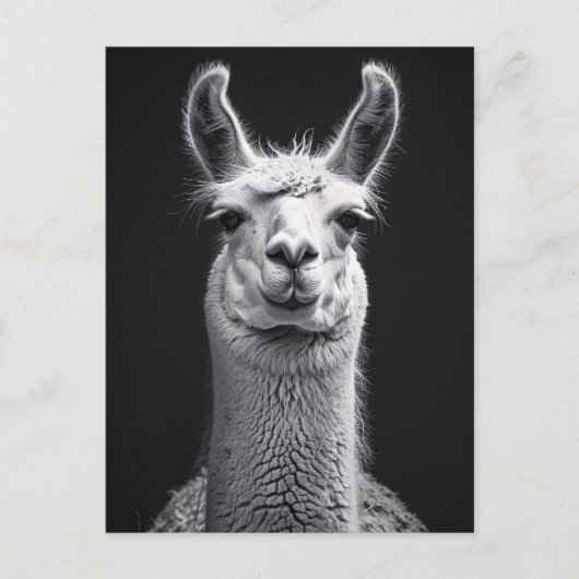 Llama zwart-wit portret briefkaart (Voorkant)