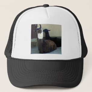 Llamas als het Zoo afbeelding Trucker Pet
