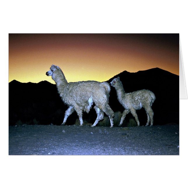 Llamas bij zonsondergang (Voorkant Horizontaal)