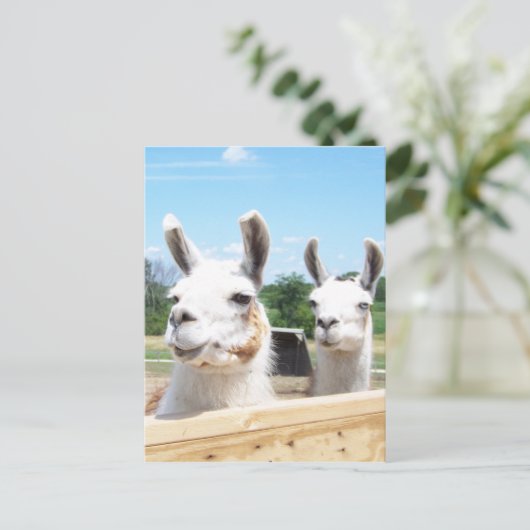 Llamas Briefkaart (Staand voorkant)