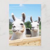 Llamas Briefkaart (Voorkant)