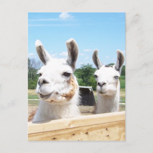 Llamas Briefkaart (Voorkant)