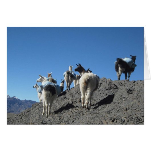 Llamas Pack Herd Bolivia Andes Mountain Note Kaart (Voorkant Horizontaal)