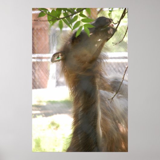 Llamas Poster (Voorkant)