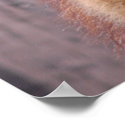 Llamas Poster (Hoek)