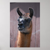 Llamas Poster (Voorkant)