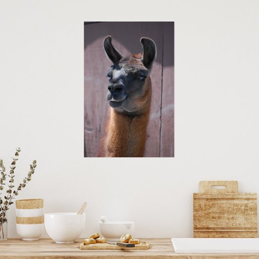 Llamas Poster (Keuken)