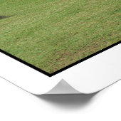 Llamas van Machu Picchu Peru Poster (Hoek)