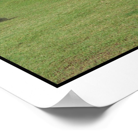 Llamas van Machu Picchu Peru Poster (Hoek)