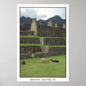 Llamas van Machu Picchu Peru Poster (Voorkant)