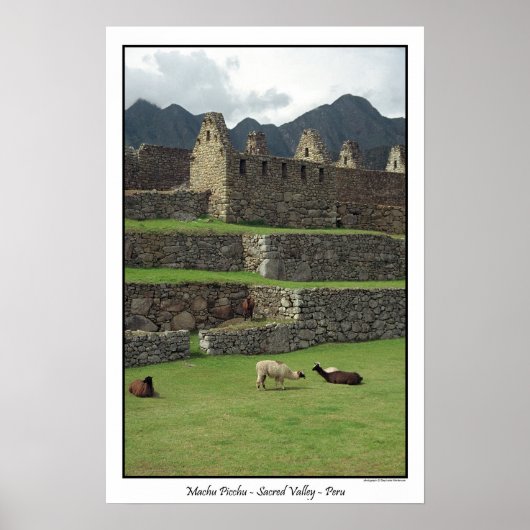 Llamas van Machu Picchu Peru Poster (Voorkant)