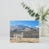 Llamitas en el Salar de Uyuni, Bolivia. Briefkaart (Staand voorkant)