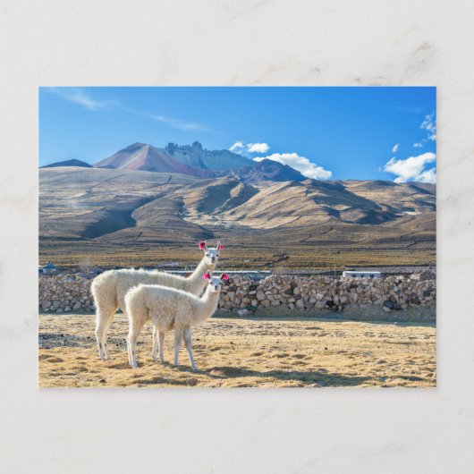 Llamitas en el Salar de Uyuni, Bolivia. Briefkaart (Voorkant)