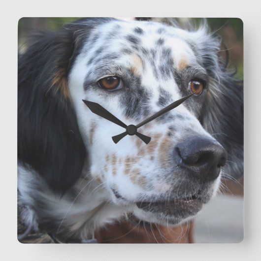 Llewellin Setter Wall Clock Vierkante Klok (Voorkant)