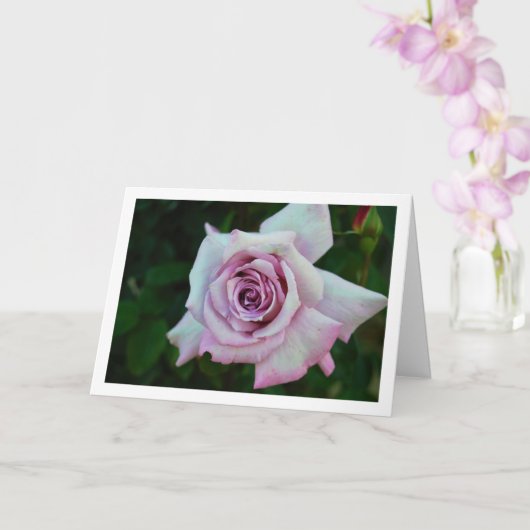 Llilac Roos Portret Kaart (Orchidee)