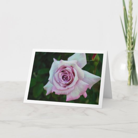 Llilac Roos Portret Kaart (Voorkant)