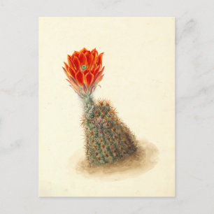 Lloyd's Strawberry Cactus Botanische Illustratie Briefkaart