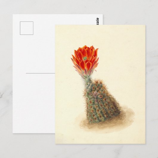Lloyd's Strawberry Cactus Botanische Illustratie Briefkaart (Voorkant / Achterkant)