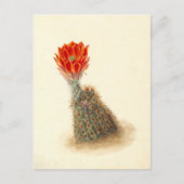 Lloyd's Strawberry Cactus Botanische Illustratie Briefkaart (Voorkant)