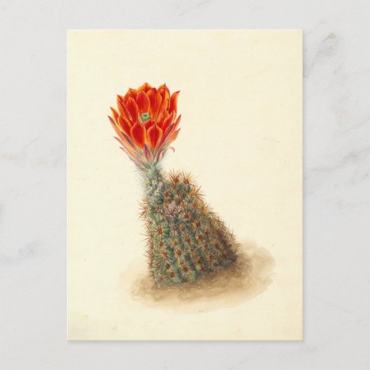 Lloyd's Strawberry Cactus Botanische Illustratie Briefkaart (Voorkant)