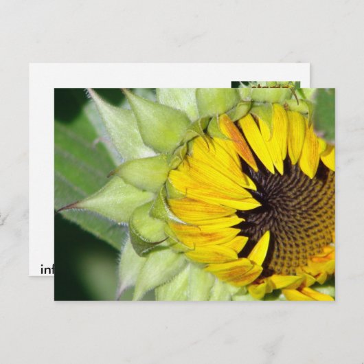 Lo! Zonnebloem is geboren Briefkaart (Voorkant / Achterkant)