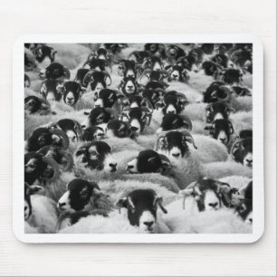 LOADS of Rams Sheep Black and White Muismat