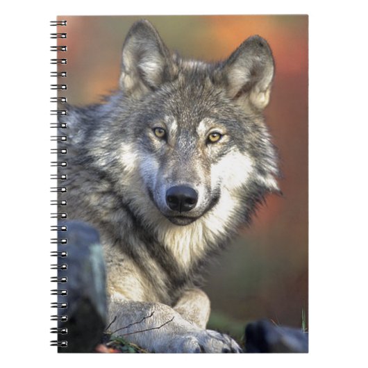 Lobo Gris Notitieboek (Voorkant)