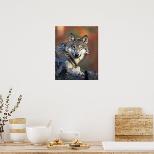 Lobo Gris Poster (Keuken)